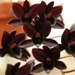 Fdk. After Dark 'SVO Black Pearl' FCC/AOS