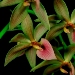 Cycd. Opalina