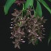 Cycd. Jumbo Canaan