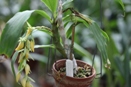 Odontoglossum Ringspot Virus