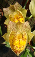 Ctsm. Susan Fuchs 'Remar' AM/AOS