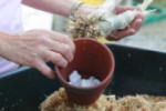 Peanuts in Bottom of Pot