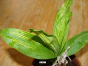 Odontoglossum Ringspot Virus