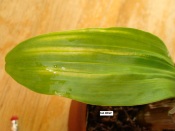 Odontoglossum Ringspot Virus