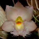 Cl. rosea